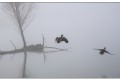 pescalis dans le brouillard